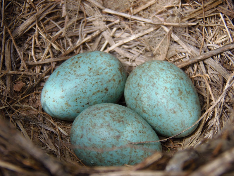Birds That Lay Blue Eggs