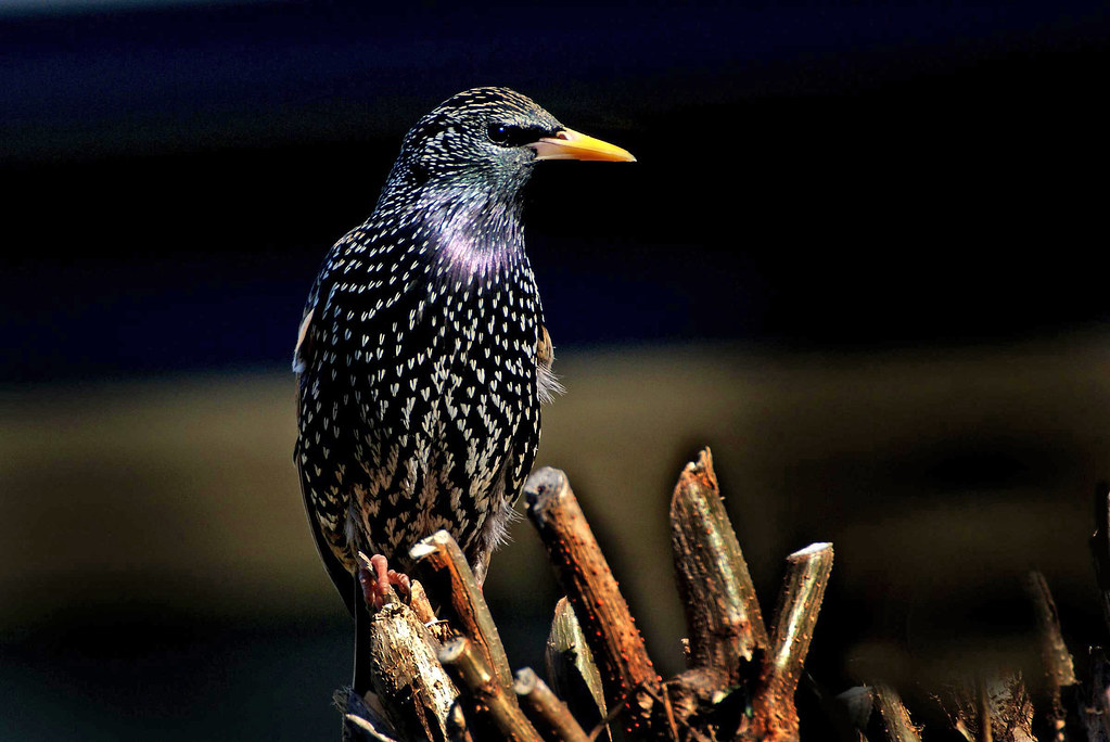 Starling - Birds That Lay Blue Eggs