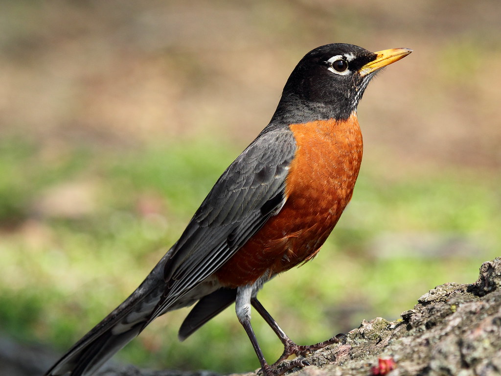 American Robin - Birds That Lay Blue Eggs
