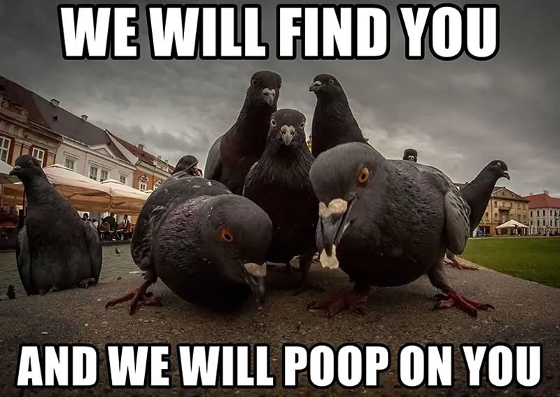bird poop good luck meme