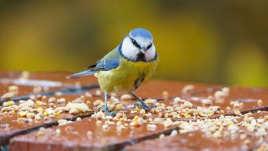 Tips for a Healthy Bird Diet
