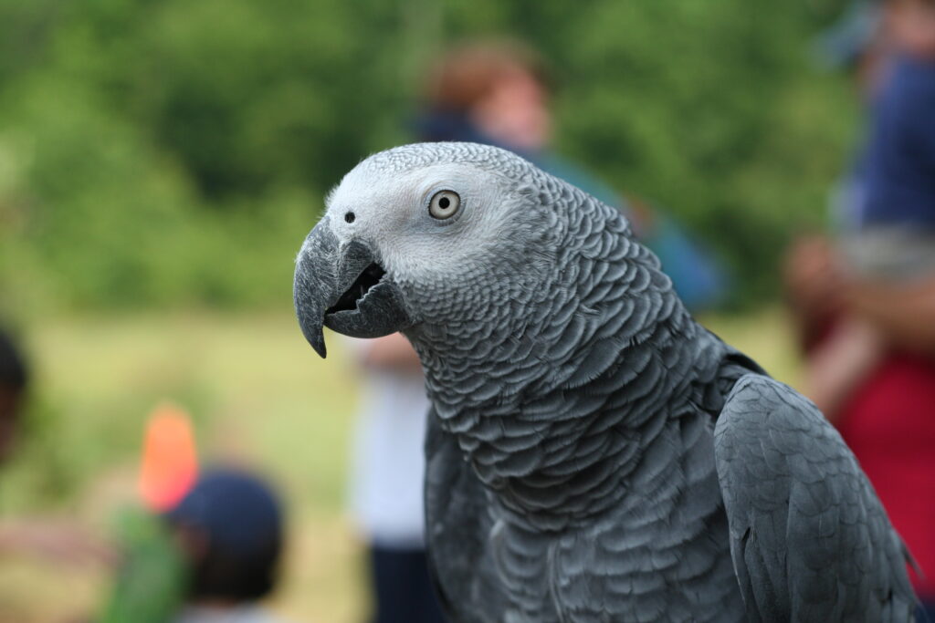 African Grey Parrot (Psittacus erithacus)