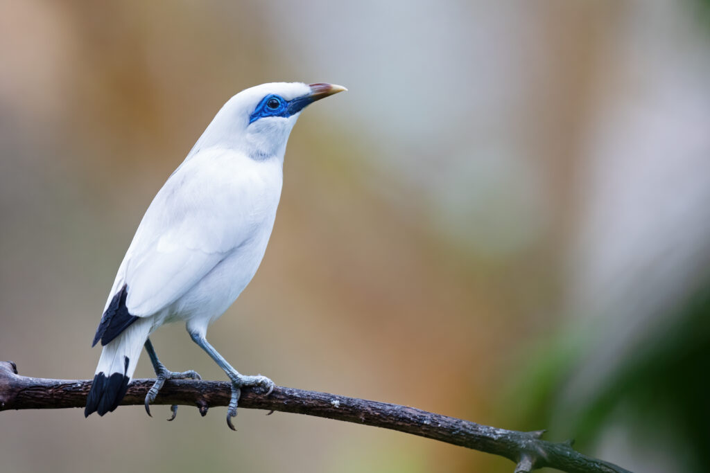 Bali Myna (Leucopsar rothschildi)