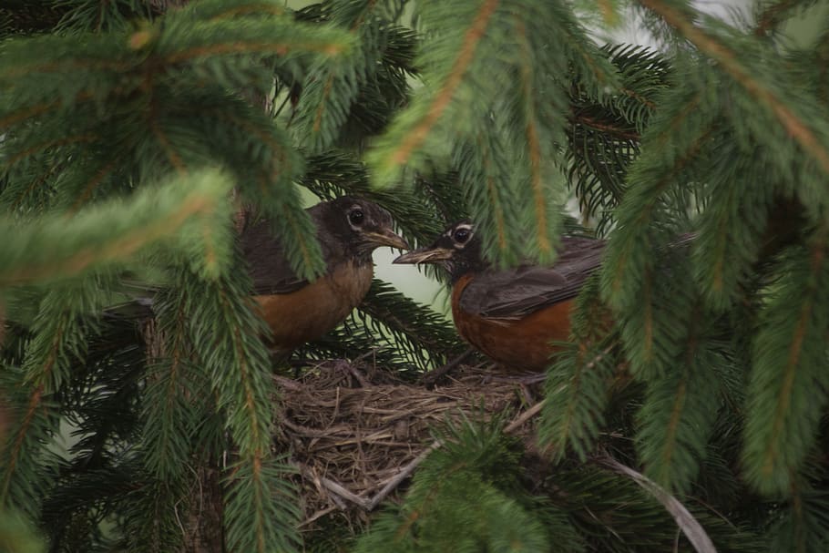 Beneficial Insects of birds nest spruce