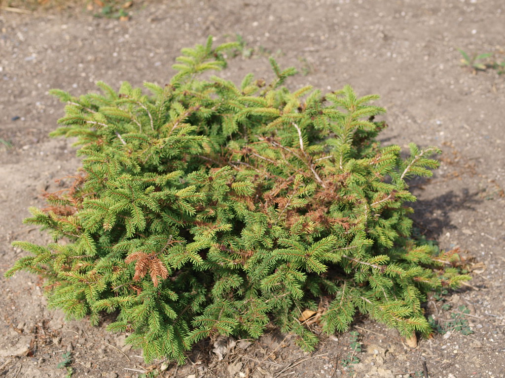 Birds Nest Spruce