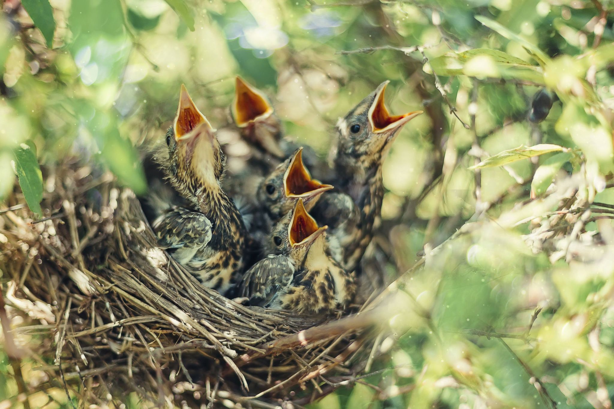 Birds Nest Spruce