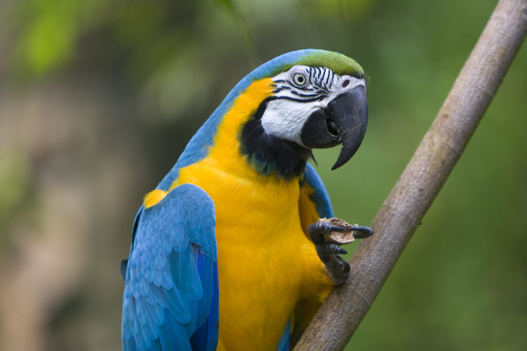 Blue-and-yellow Macaw (Ara ararauna)