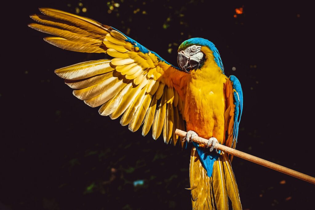 Guide to Parrot Care: From Feeding to Training