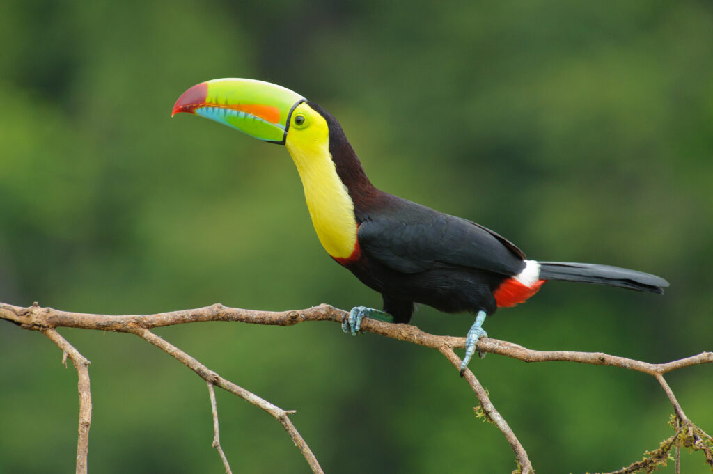 Keel-billed Toucan (Ramphastos sulfuratus)