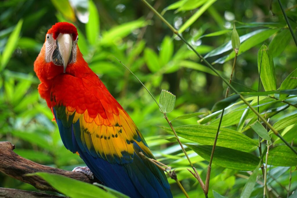 Scarlet Macaw (Ara macao)