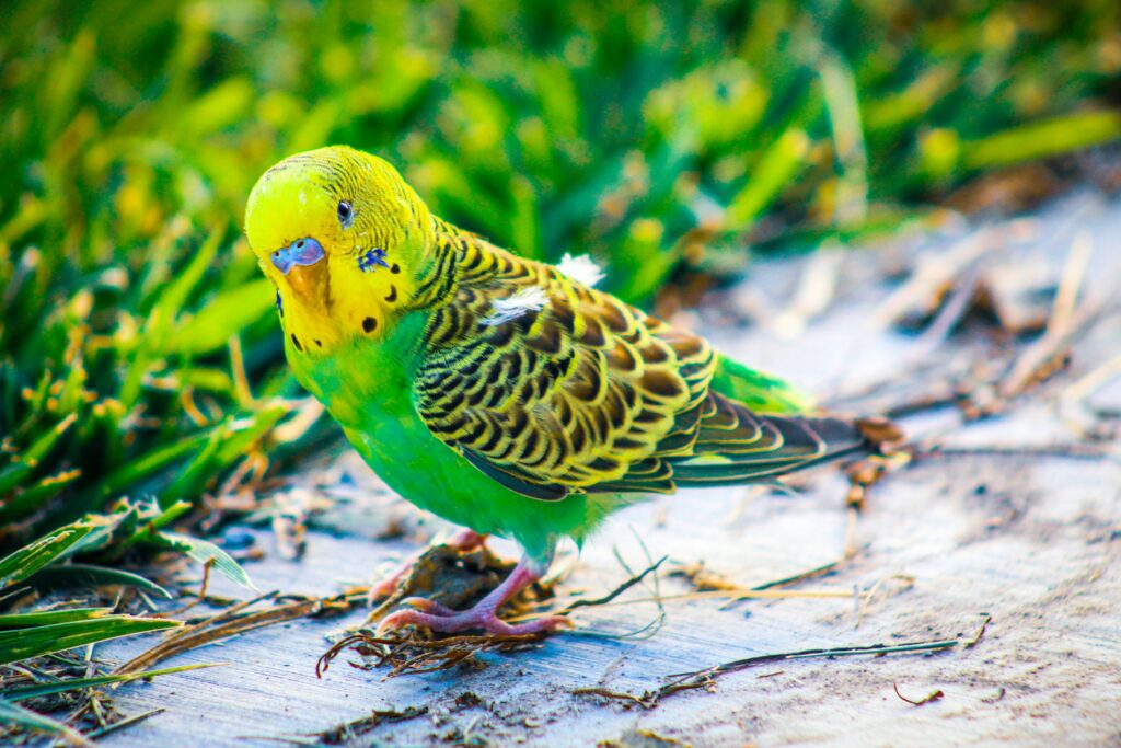 Training: Building Bonds with Your Parrot