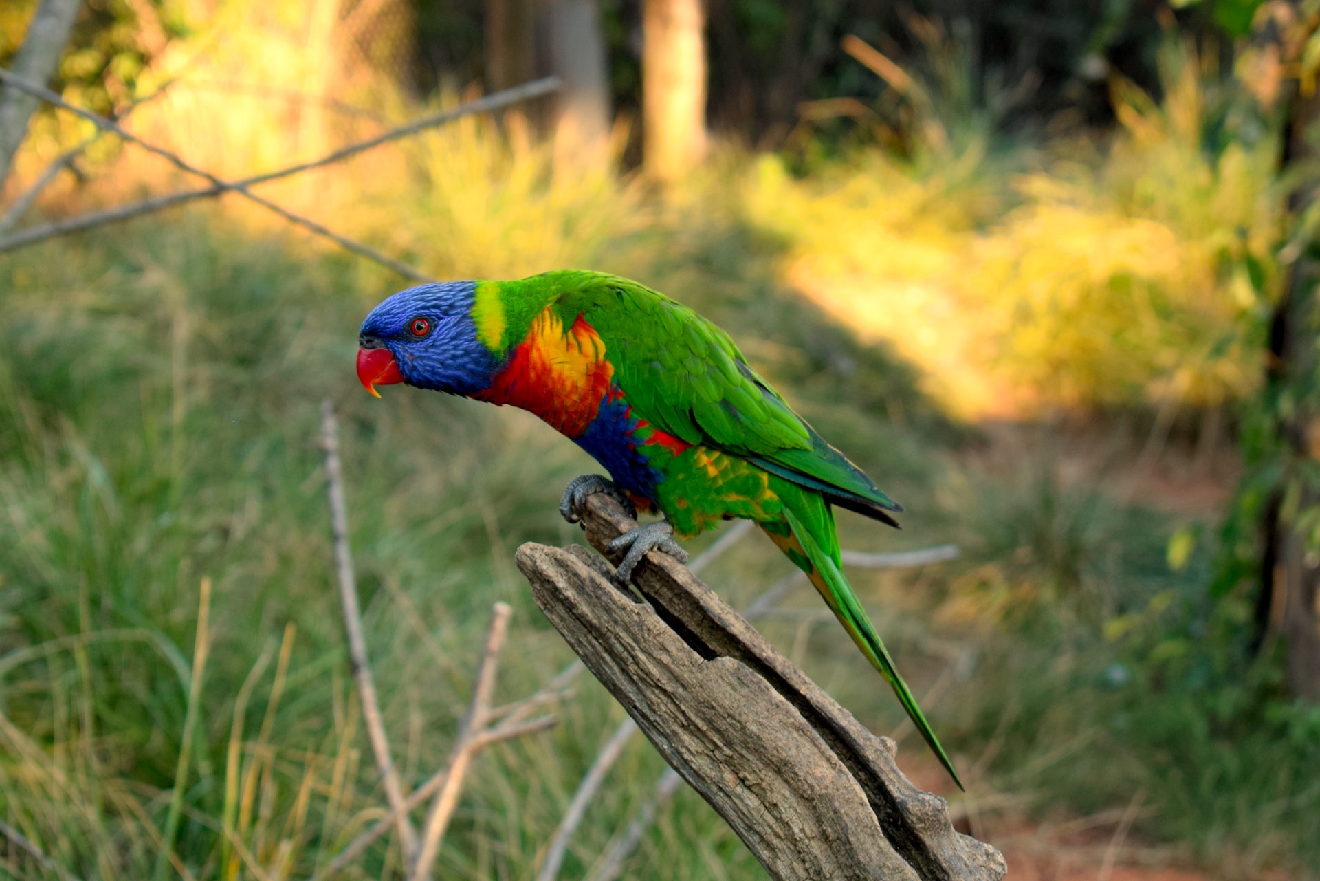 tropical birds