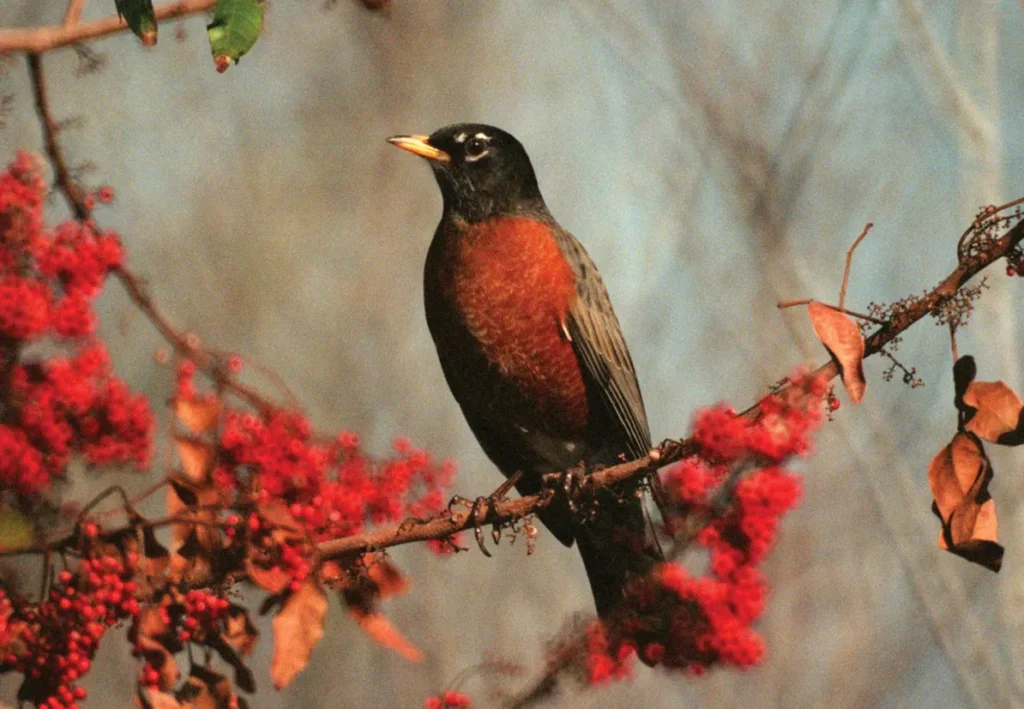 Spiritual Symbolism of the Red Robin