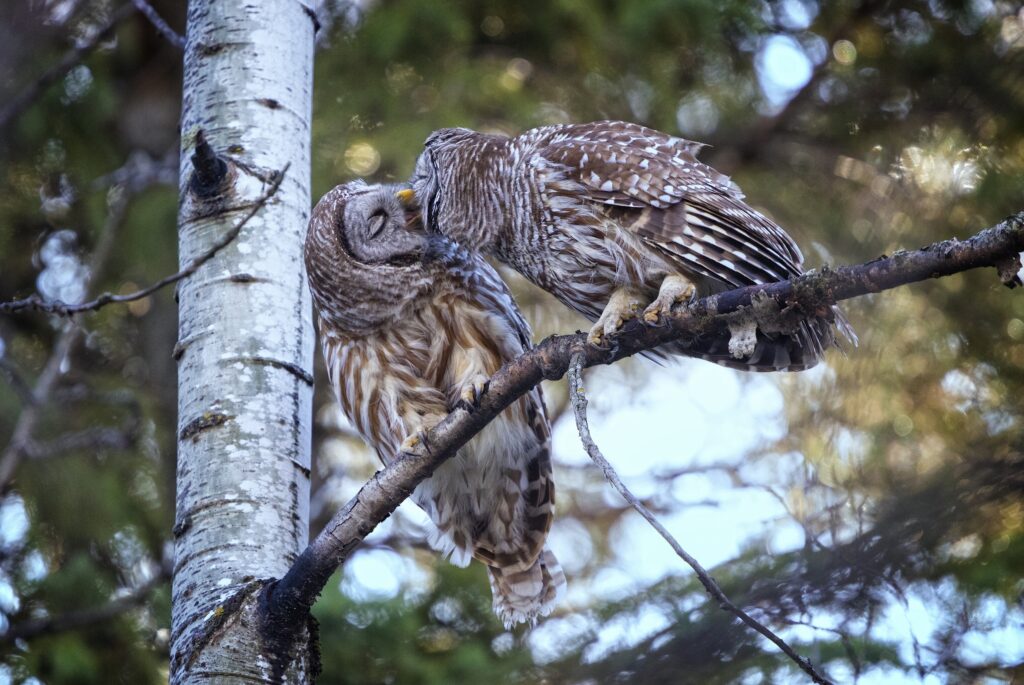 When You See a Barred Owl