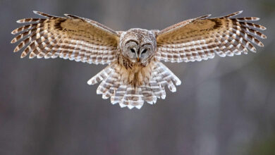 Barred Owls