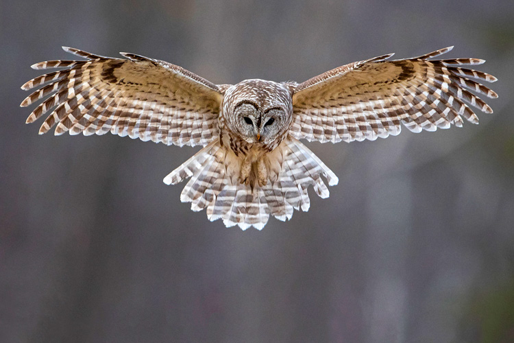 Barred Owls