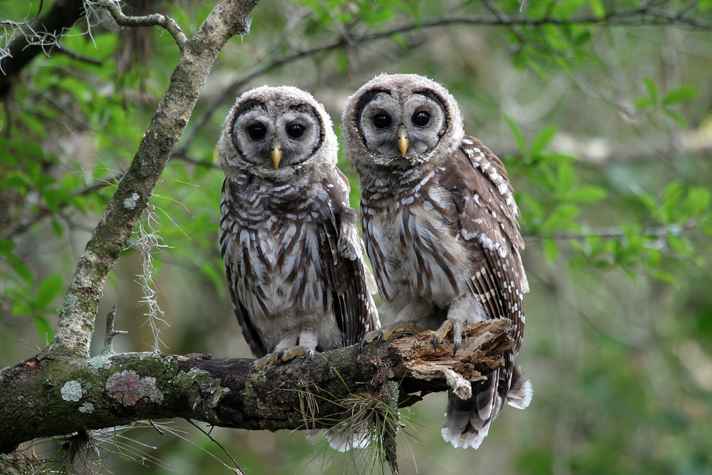 Spiritual Significance of Owls