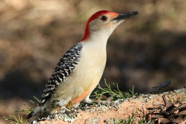 Woodpecker's Behavior and Its Symbolic Interpretations