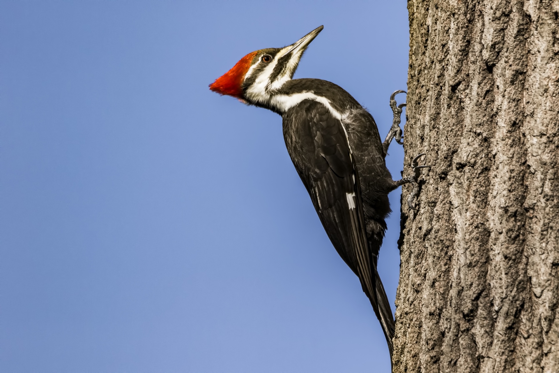 Woodpeckers