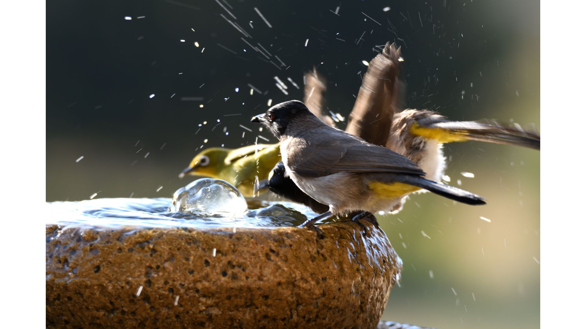 birds lifespan