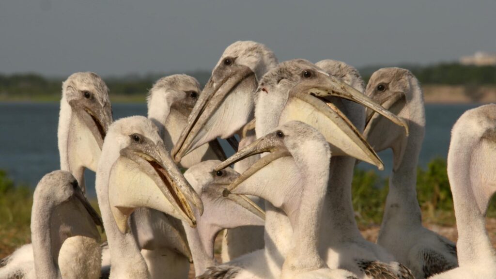 How Long Do Birds Live