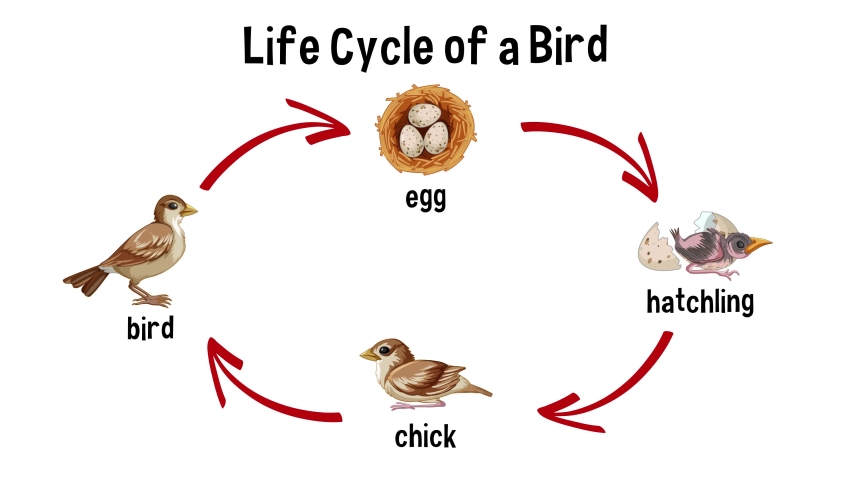 lifespan of Birds