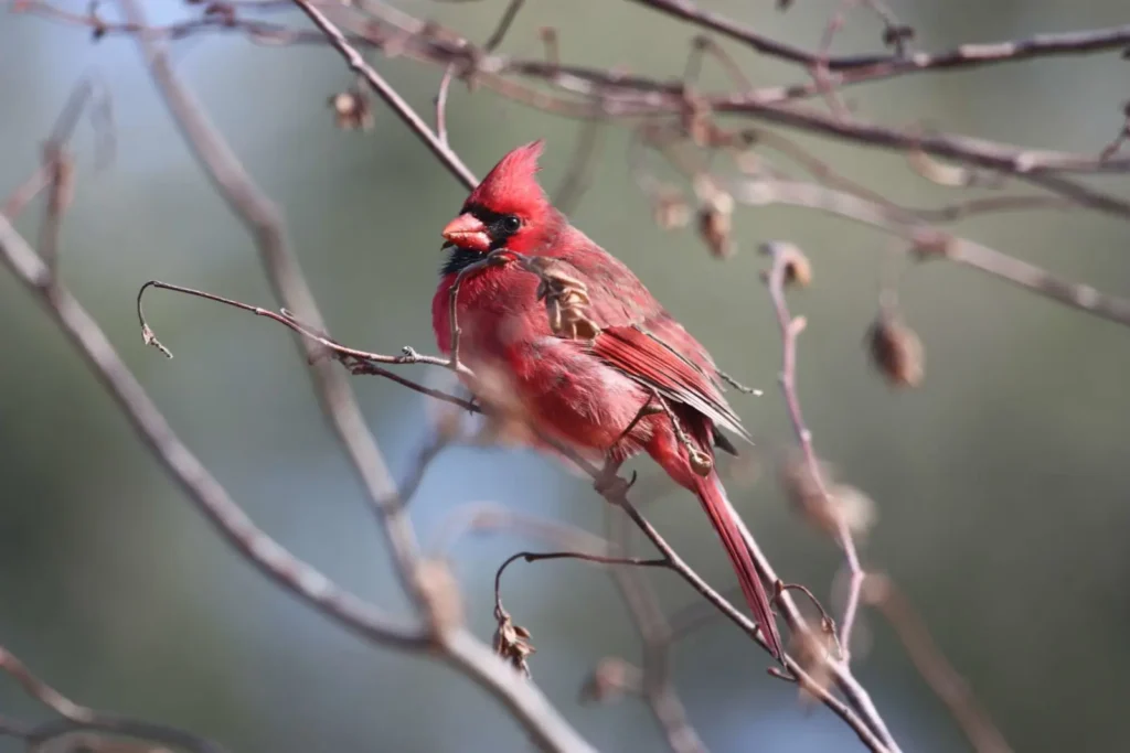 Attract cardinals to garden