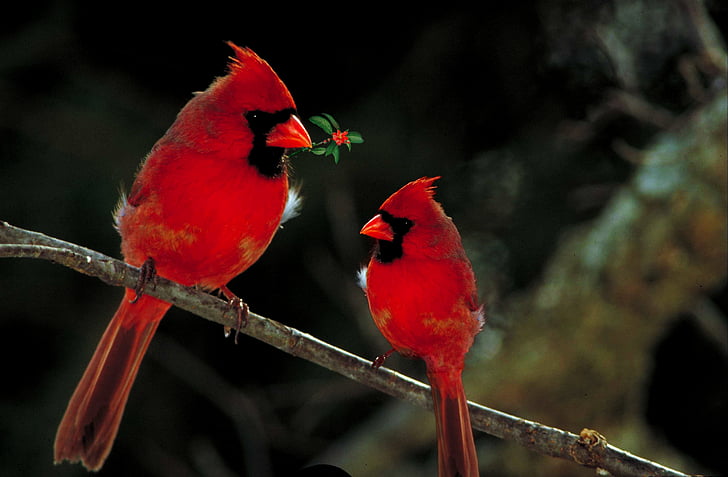 Attracting cardinals to your garden