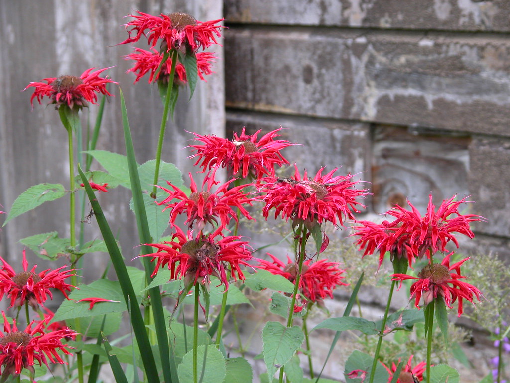 Bee Balm (Monarda)