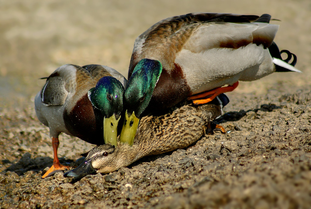 Bird Mating Behaviors