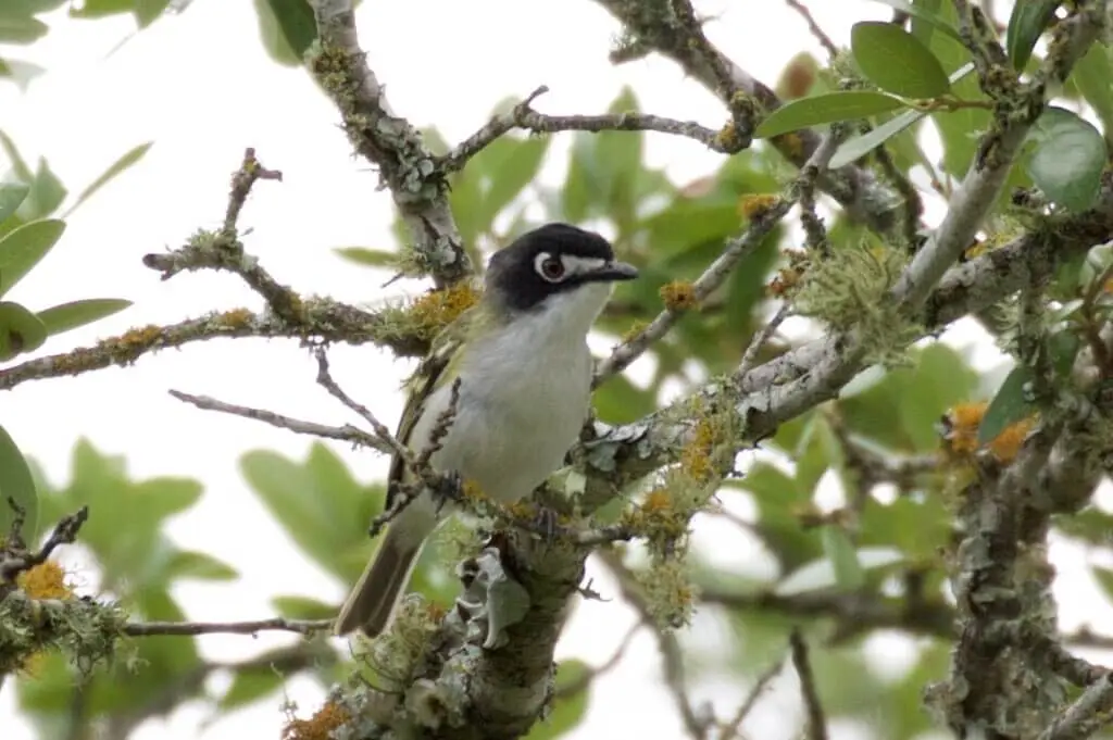 Black-capped Vireo