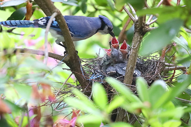 Blue Jay Spiritual Meaning