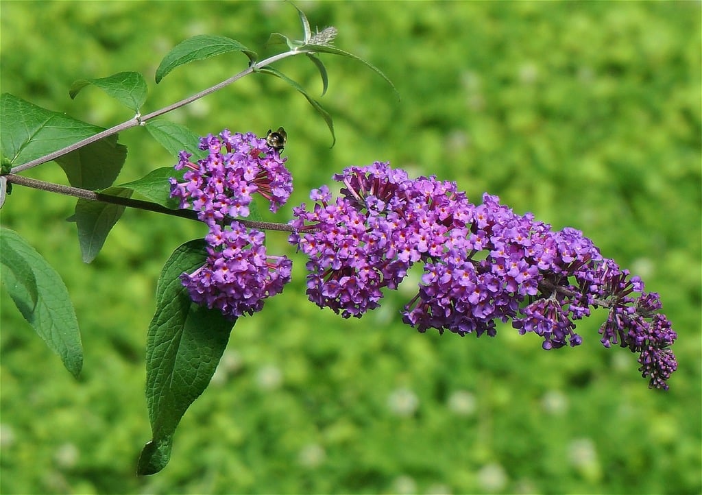 Butterfly Bush (Buddleia davidii)