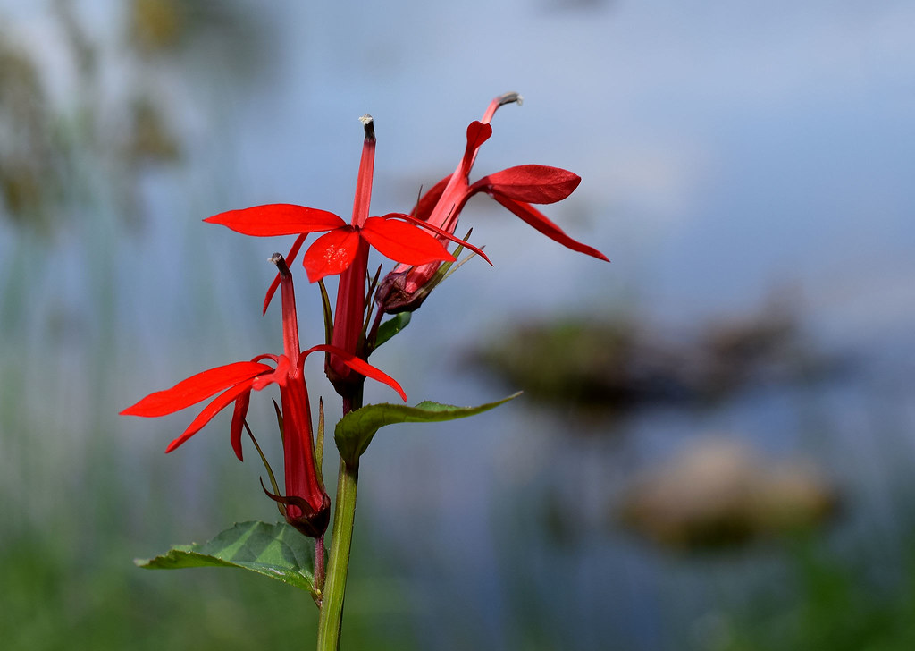 Cardinal Flower (Lobelia cardinalis)