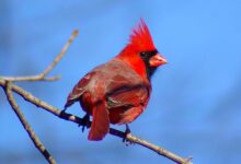 Cardinal-Friendly Garden