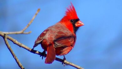 Cardinal-Friendly Garden