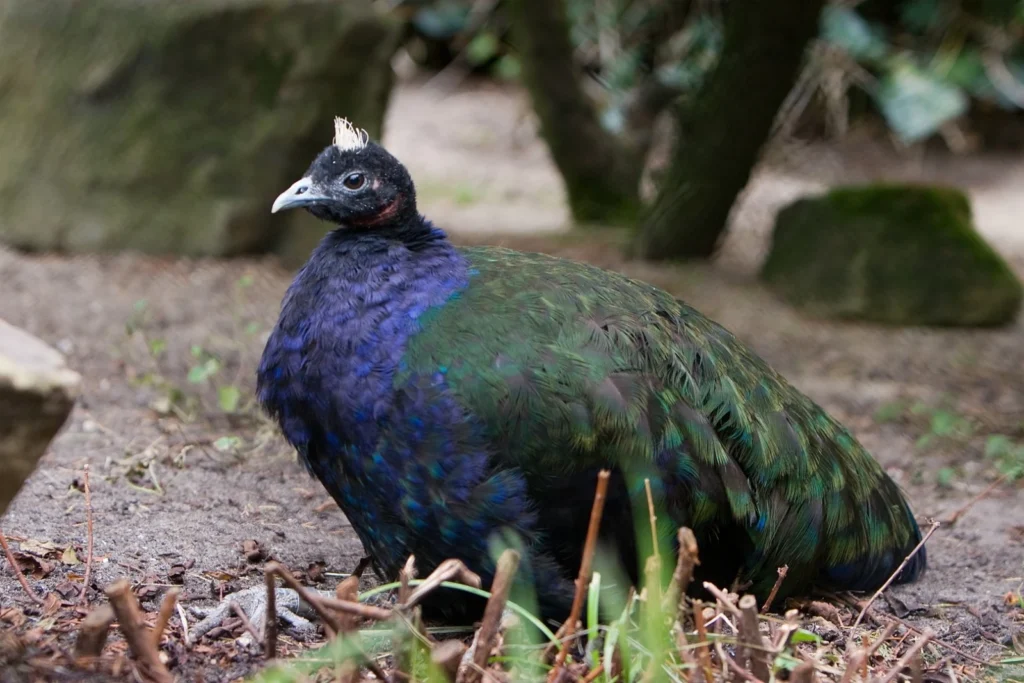 Congo Peafowl