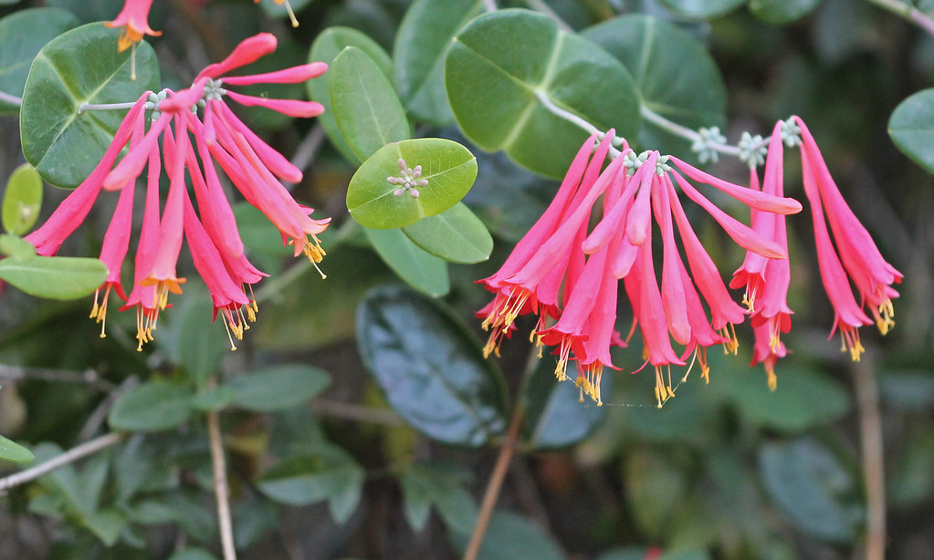 Coral Honeysuckle (Lonicera sempervirens)