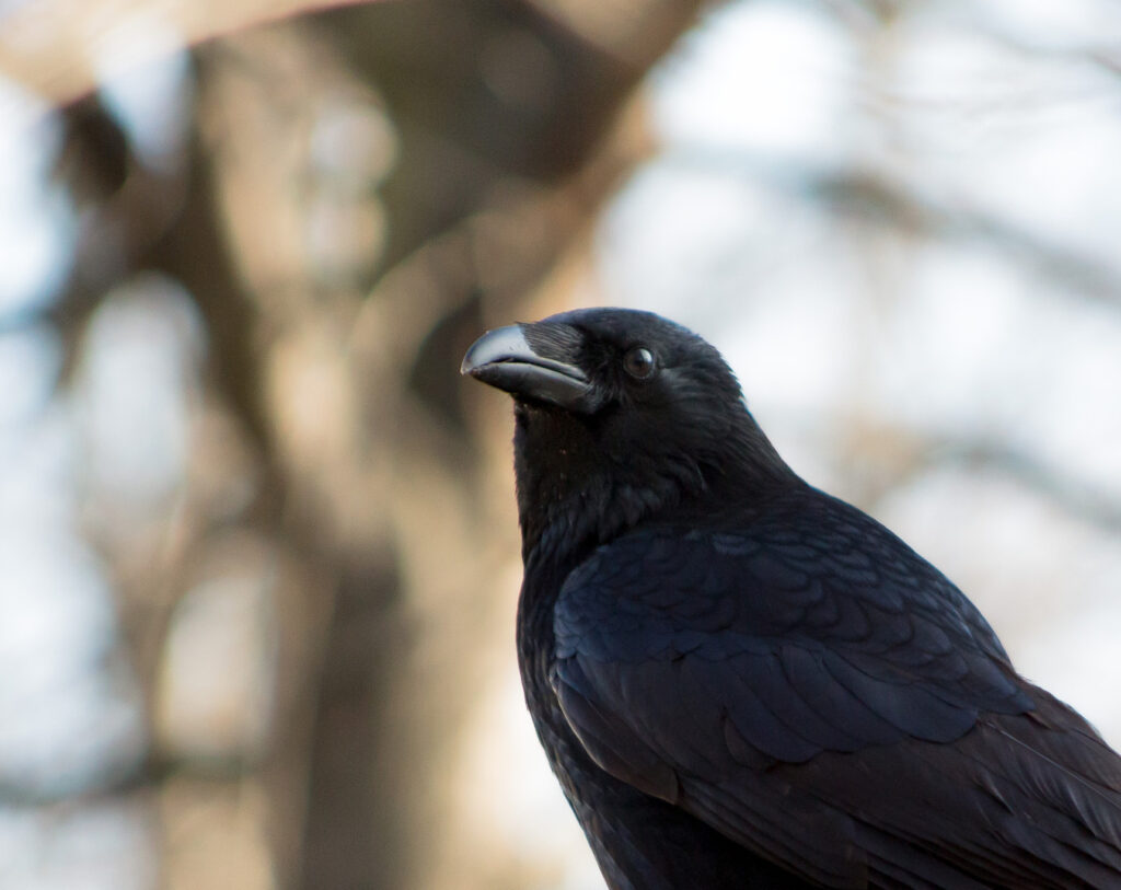 Symbolism of Crows