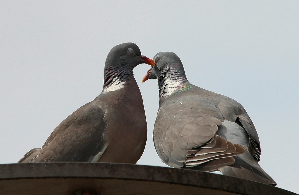 Doves in Literature and Art