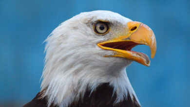 Eagle Symbolism & Spiritual Meaning