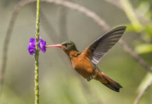 Flowers That Attract Hummingbirds to Your Garden