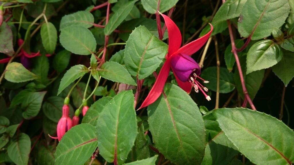 Fuchsia (Fuchsia spp.)