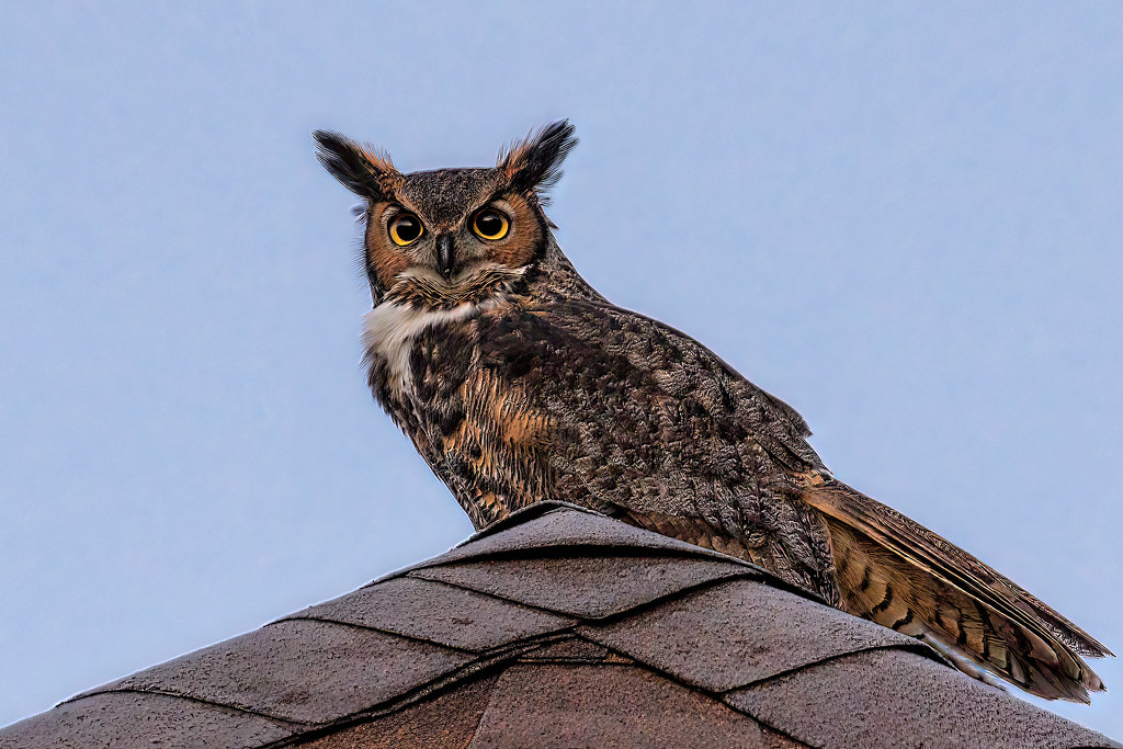 Great Horned Owl