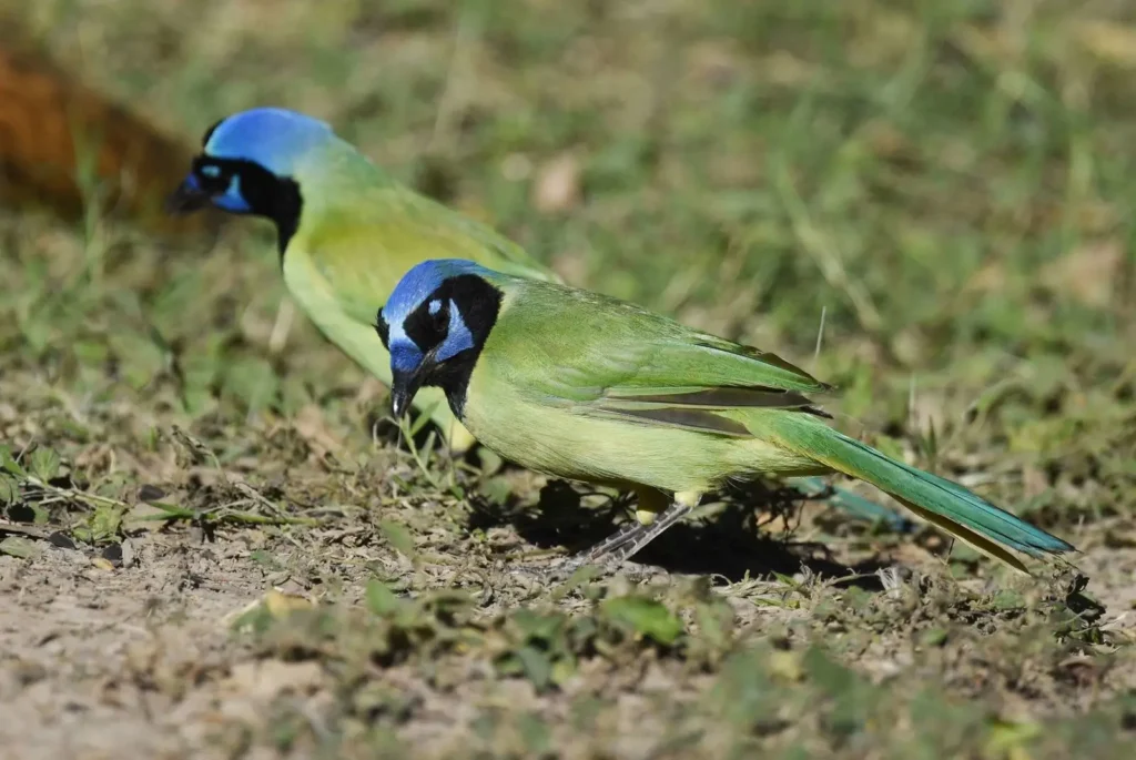 Green Jay