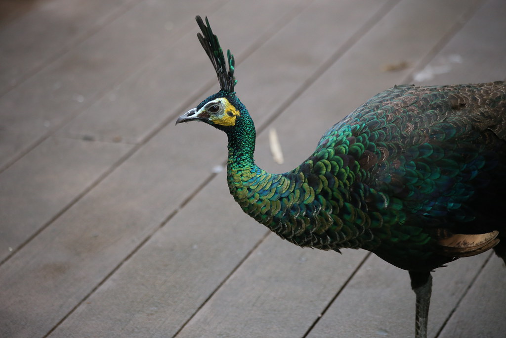 Green Peafowl