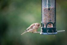 Guide to Choosing the Best Bird Feeder: Top Tips