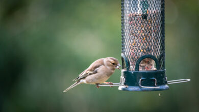 Guide to Choosing the Best Bird Feeder: Top Tips