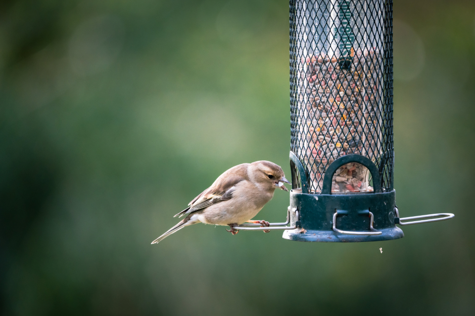 Guide to Choosing the Best Bird Feeder: Top Tips