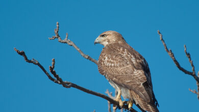 Hawk Spiritual Meaning - Hawk Symbolism